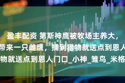 盈丰配资 第斯神鹰被牧场主养大，飞走后又飞回还带来一只雌鹰，捕到猎物就送点到恩人门口_小神_雏鸟_米格尔